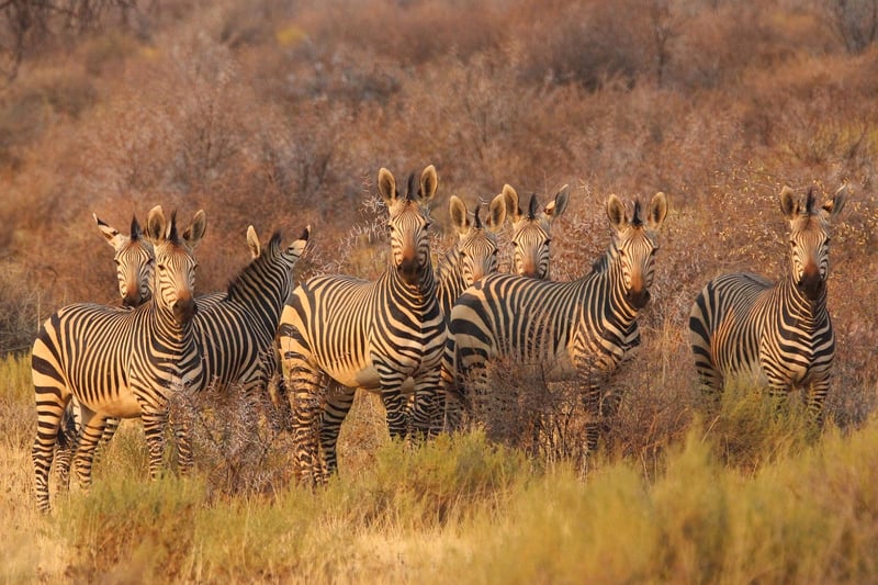 Wildlife Safari